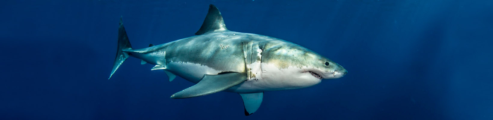 Dive with white shark in Guadalupe