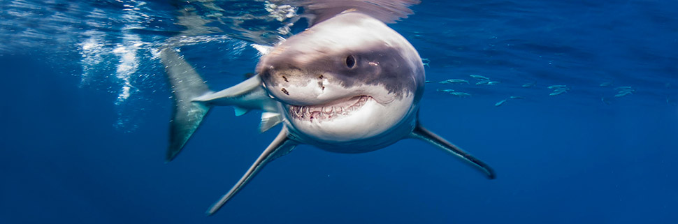 White shark in Guadalupe